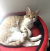 Cheets #bestie-of-Cheeto - Photo 3