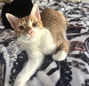 Cheets #bestie-of-Cheeto - Photo 4