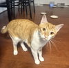 Cheets #bestie-of-Cheeto - Photo 5