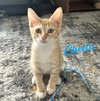 Cheeto #bonded-to-Cheets - Photo 1