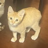 Cheeto #bonded-to-Cheets - Photo 3