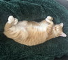 Cheeto #bestie-of-Cheets - Photo 3