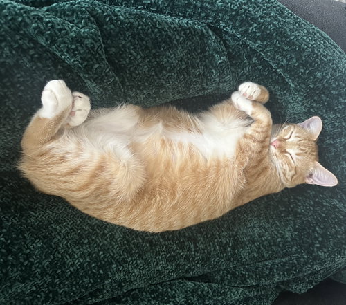 Photo 3 of Cheeto #craves-attention