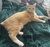 Cheeto #bestie-of-Cheets - Photo 5