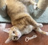 Cheeto #bestie-of-Cheets - Photo 1