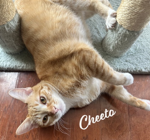 Cheeto #bestie-of-Cheets, Baby Manx / Tabby / Mixed (short coat), cat for adoption in Friendswood, Texas