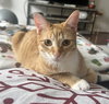 Cheeto #bestie-of-Cheets - Photo 2