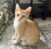 Cheeto & Cheets #bonded-pair - Photo 5