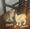 Cheeto & Cheets #bonded-pair - Photo 4