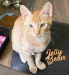 Jelly Bean #sweet-tooth-litter - Photo 1