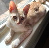Jelly Bean #sweet-tooth-litter - Photo 2