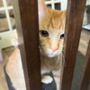 Jelly Bean #sweet-tooth-litter - Photo 3