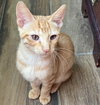 Jelly Bean #sweet-tooth-litter - Photo 5