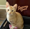 Gummy Bear #sweet-tooth-litter - Photo 1