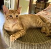 Gummy Bear #sweet-tooth-litter - Photo 2