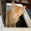 Gummy Bear #sweet-tooth-litter - Photo 3