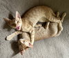 Gummy Bear #sweet-tooth-litter - Photo 4
