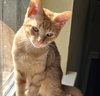 Gummy Bear #sweet-tooth-litter - Photo 5