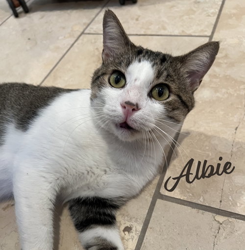 ALBIE #ENDLESSLY-AFFECTIONATE - Tabby / Domestic Short Hair available for adoption