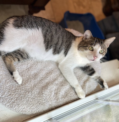 ALBIE #ENDLESSLY-AFFECTIONATE - Tabby / Domestic Short Hair available for adoption