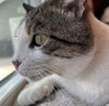 Albie #endlessly-affectionate - Photo 4