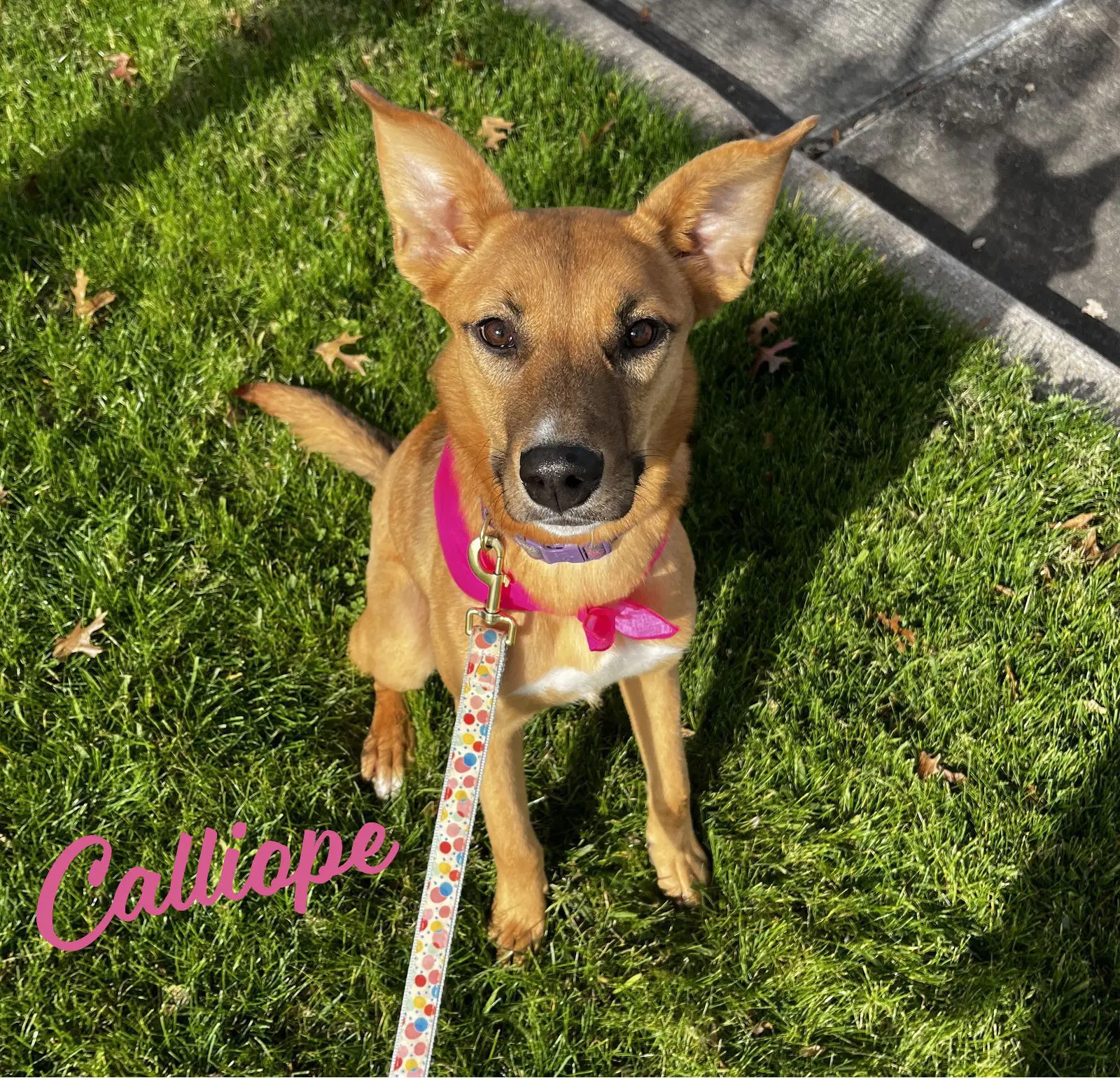 Calliope Miss-Congeniality - Australian Kelpie