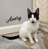 Avery #dicey-dice-dude - Photo 7