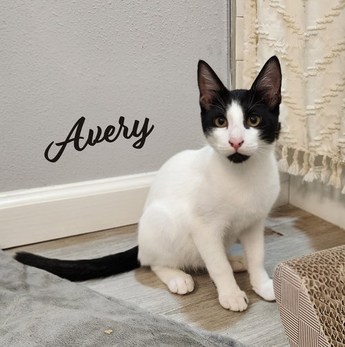 picture of the cat needing adoption