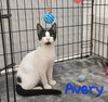 Avery #dicey-dice-dude - Photo 8