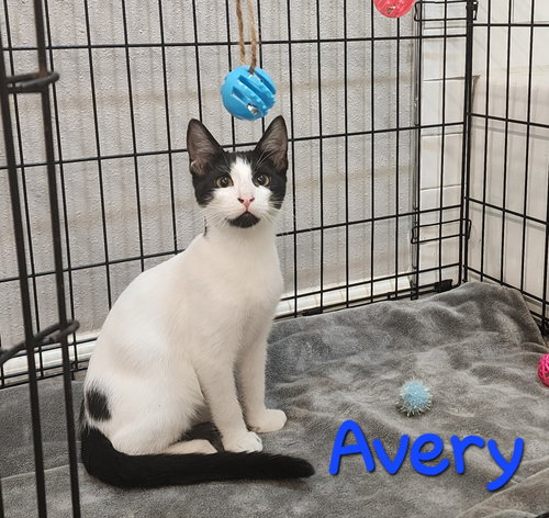 Photo of Avery #dicey-dice-dude