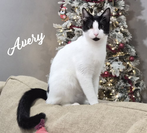 AVERY #DICEY-DICE-DUDE - Turkish Van / Domestic Short Hair available for adoption