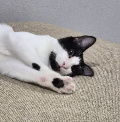 AVERY #DICEY-DICE-DUDE - Turkish Van / Domestic Short Hair available for adoption