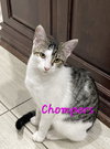 Chompers #more-purrs-less-drama - Photo 1