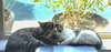 Chompers #more-purrs-less-drama - Photo 2