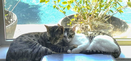 CHOMPERS #MORE-PURRS-LESS-DRAMA - Tabby available for adoption