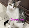 Chompers #more-purrs-less-drama - Photo 1