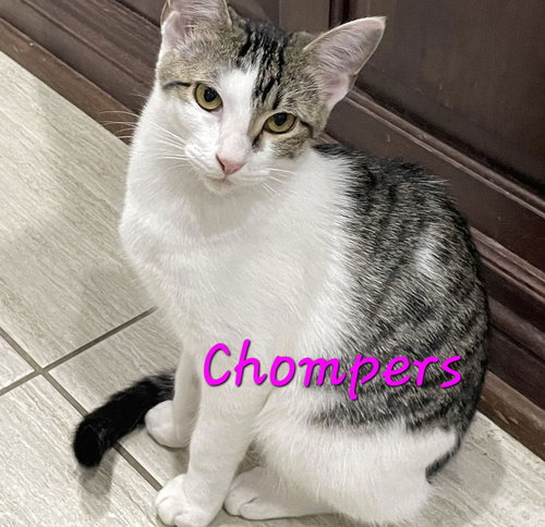 Chompers #more-purrs-less-drama, Young Tabby / Mixed (short coat), cat for adoption in Friendswood, Texas