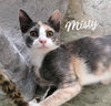 Misty #check-meowt - Photo 1