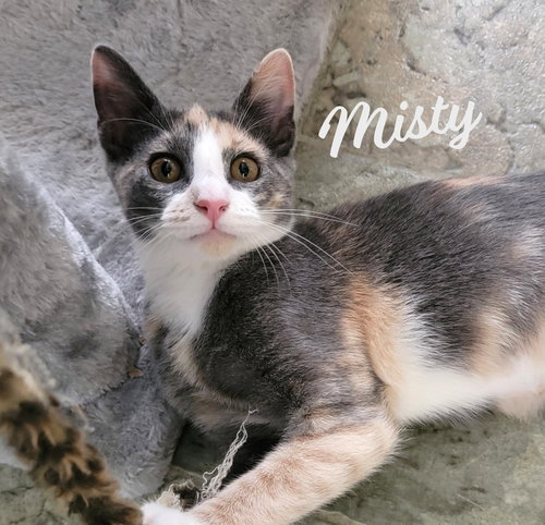MISTY #CHECK-MEOWT - Dilute Calico / Domestic Short Hair available for adoption
