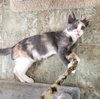 Misty #check-meowt - Photo 3