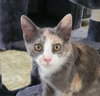 Misty #check-meowt - Photo 2
