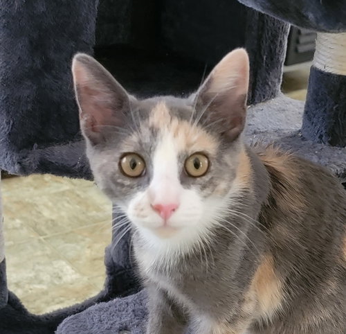 MISTY #CHECK-MEOWT - Dilute Calico / Domestic Short Hair available for adoption