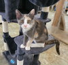 Misty #check-meowt - Photo 4