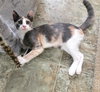 Misty #check-meowt - Photo 5