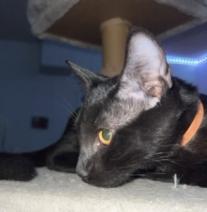 ONYX #CAR-STOWAWAY - Bombay available for adoption