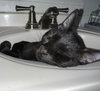 Onyx #car-stowaway - Photo 4