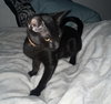 Onyx #car-stowaway - Photo 3