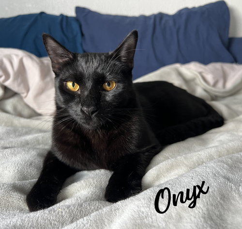 Onyx #car-stowaway, an adoptable Bombay in HOUSTON, TX