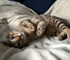 Jasper #car-stowaway - Photo 2