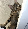 Jasper #car-stowaway - Photo 3